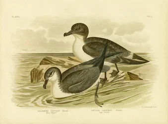 Pétrel Bleu, 1891